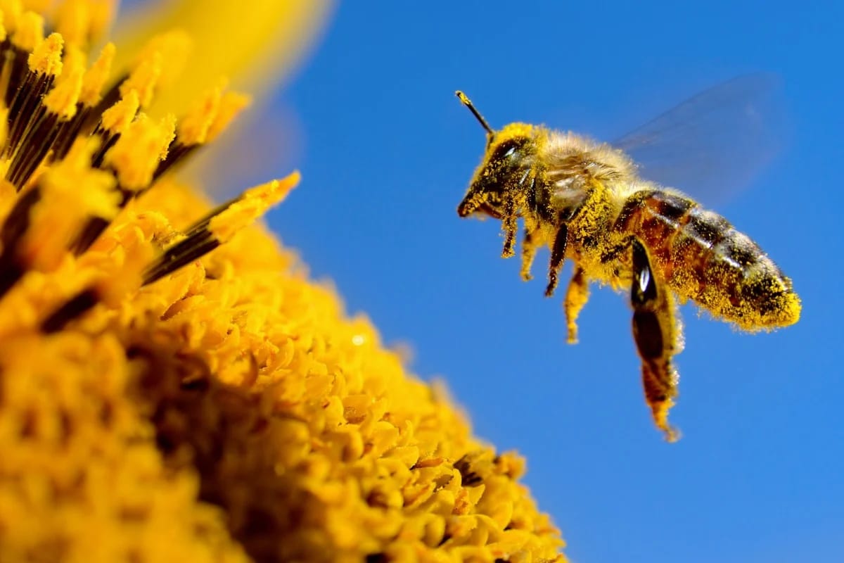 control bees?